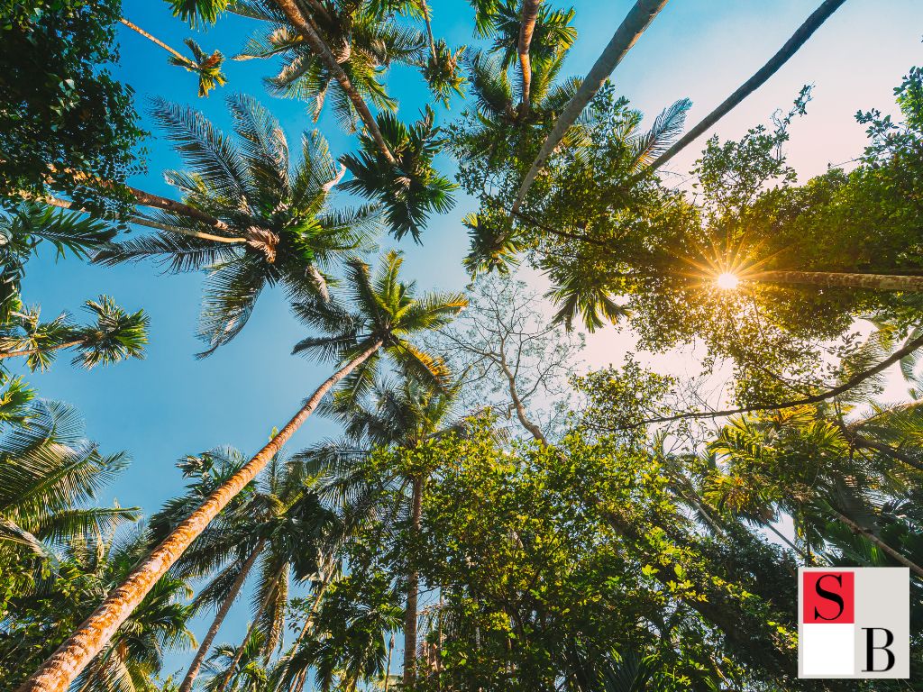 Understanding Asian Beauty Needs in Singapore’s Tropical Climate